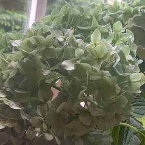 Meet your Posher, Alison